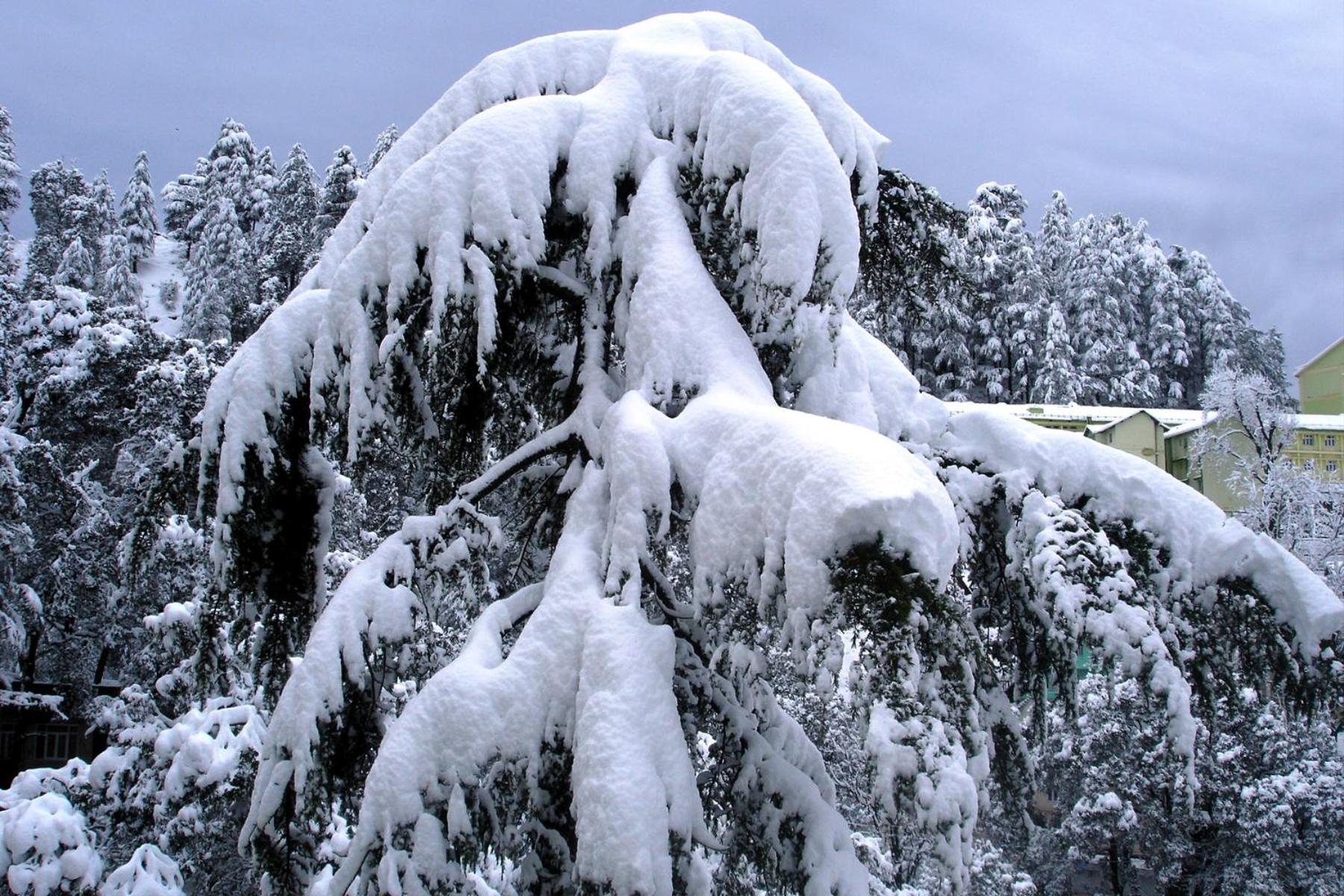 Mountain And Peace Apartment Shimla Exterior photo